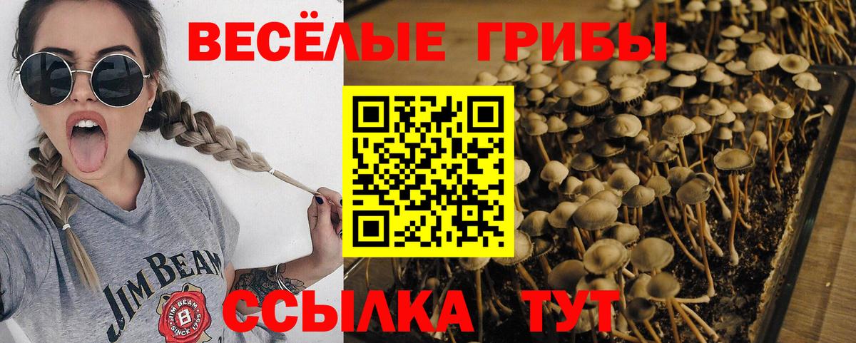 Галлюциногенные грибы Magic Shrooms Санкт-Петербург